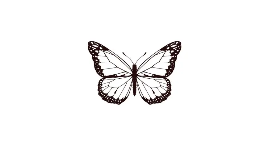 papillon-nocturne-x5.webp