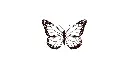 papillon-nocturne-x5.webp