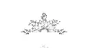 le-demi-tournesol-x5.webp