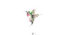 colibri-x5.webp